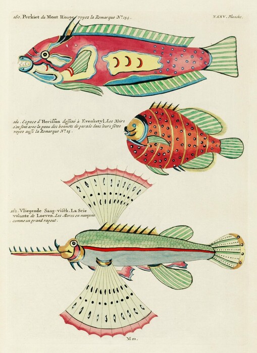 Online, οι πρώτες έγχρωμες απεικονίσεις θαλάσσιας ζωής - Από τον 18ο αιώνα