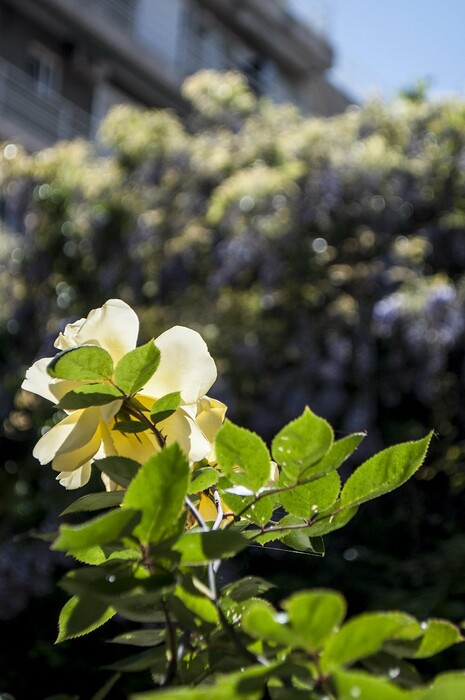 Springtime in Athens!