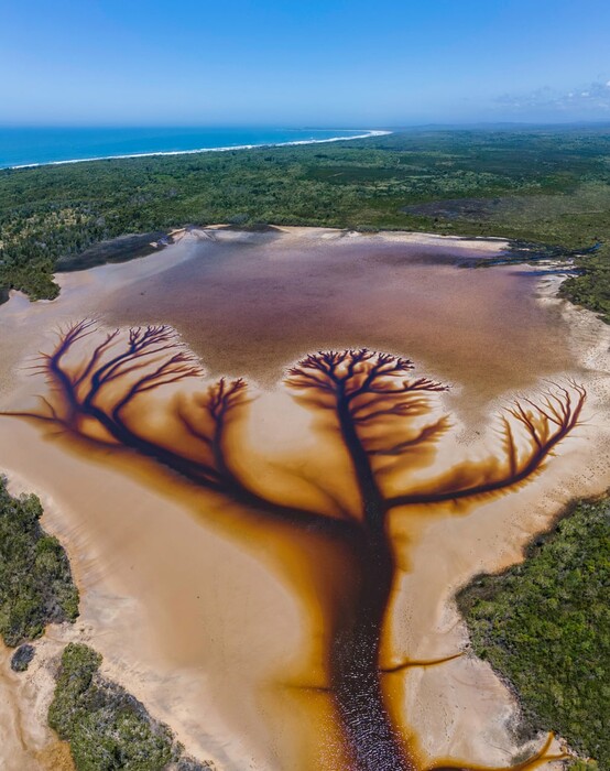 Αυστραλία: Το «δέντρο της ζωής» μέσα σε μια λίμνη - Φωτογραφίες