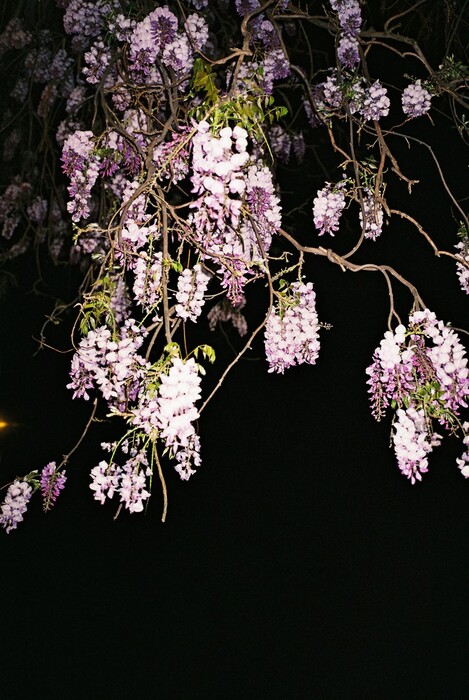 Όταν ο Ren Hang, που πέθανε σήμερα, φωτογράφιζε γυμνά στη φύση της Αθήνας