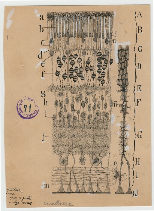 Santiago Ramón y Cajal, ο νομπελίστας ιατρικής που εικονογραφούσε υπέροχα