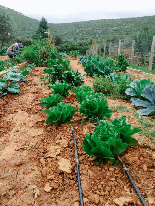 Στο Farmamoo μπορείς να νοικιάσεις ένα κομμάτι γης, για να καλλιεργήσεις μέρος της τροφής σου