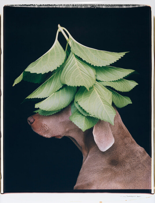 Τα πολύ γκλάμορους σκυλιά του William Wegman