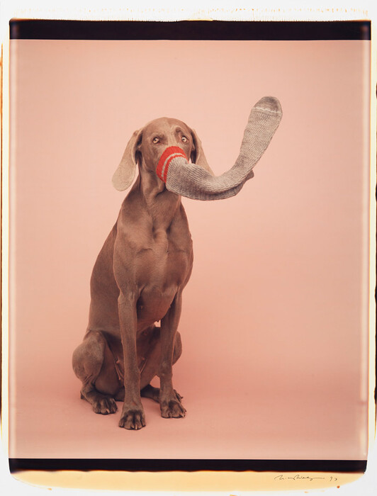 Τα πολύ γκλάμορους σκυλιά του William Wegman