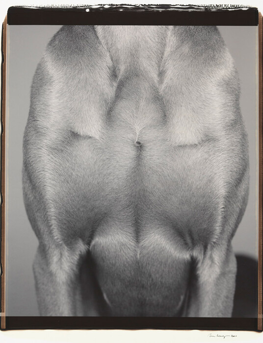 Τα πολύ γκλάμορους σκυλιά του William Wegman