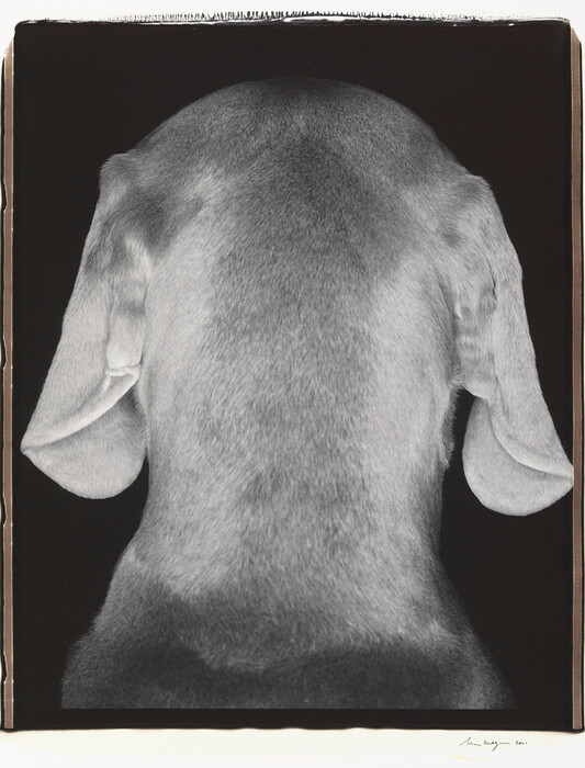 Τα πολύ γκλάμορους σκυλιά του William Wegman