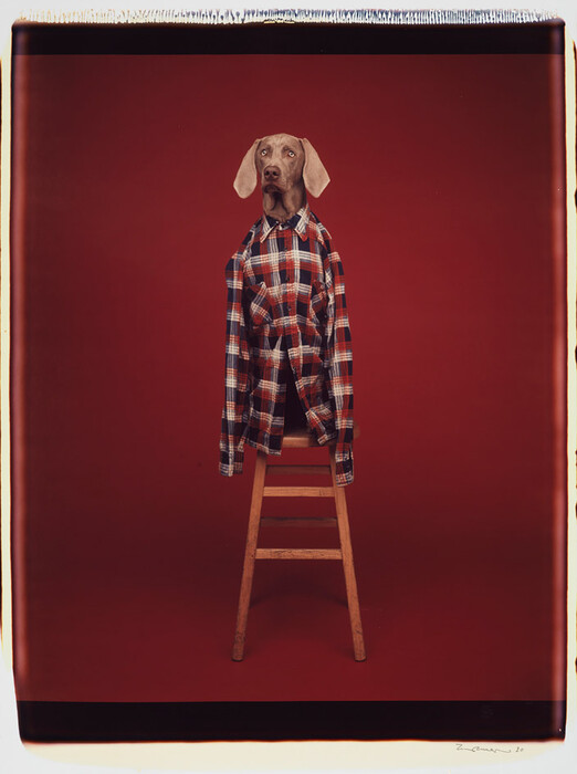 Τα πολύ γκλάμορους σκυλιά του William Wegman