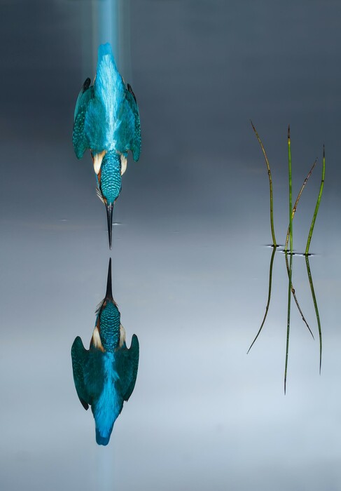 Οι καλύτερες εικόνες του διαγωνισμού Bird Photographer of the Year 2018