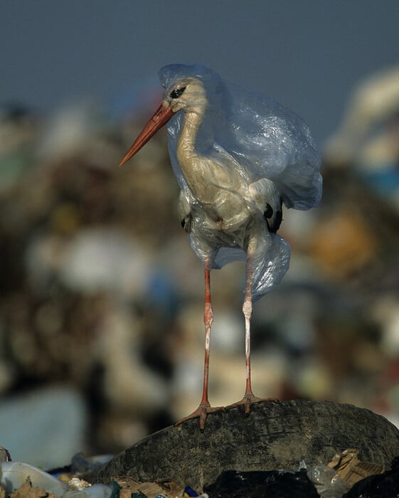 Όλοι μιλούν για το εξώφυλλο του National Geographic αλλά το πραγματικό σοκ είναι στις εικόνες μέσα