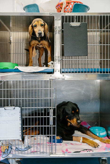 Μια κτηνιατρική κλινική έσωσε δεκάδες ζώα από τις πυρκαγιές του καλοκαιριού