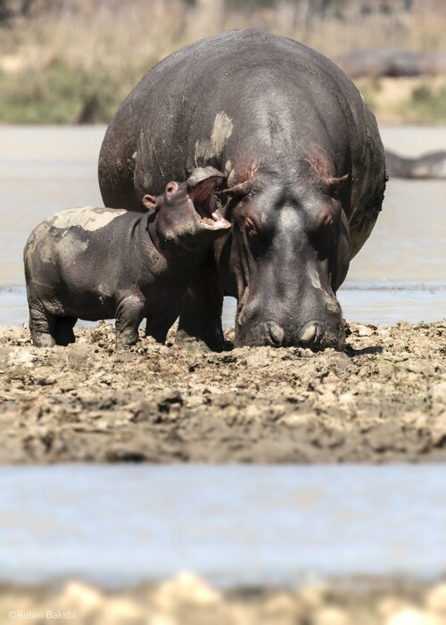 Hilarious Early Entries From the 2021 Comedy Wildlife Photography Awards