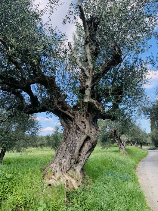 Η Σαπφώ γυρίζει τον κόσμο δημιουργώντας αναμνήσεις και συνταγές