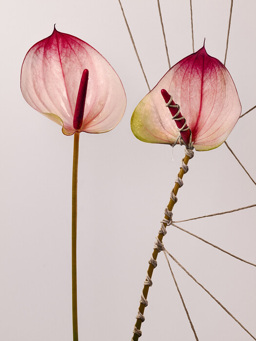 Leonardo Pucci/FLOWERS
