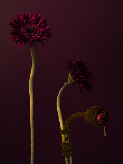 Leonardo Pucci/FLOWERS