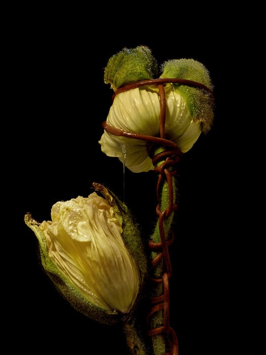 Leonardo Pucci/FLOWERS