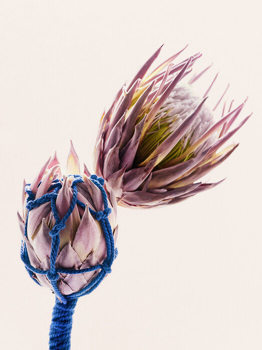 Leonardo Pucci/FLOWERS