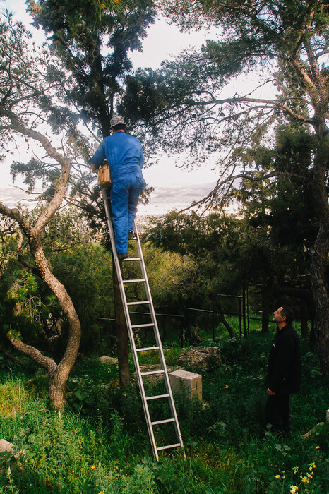Τα σπάνια φυτά και ζώα της Ακρόπολης