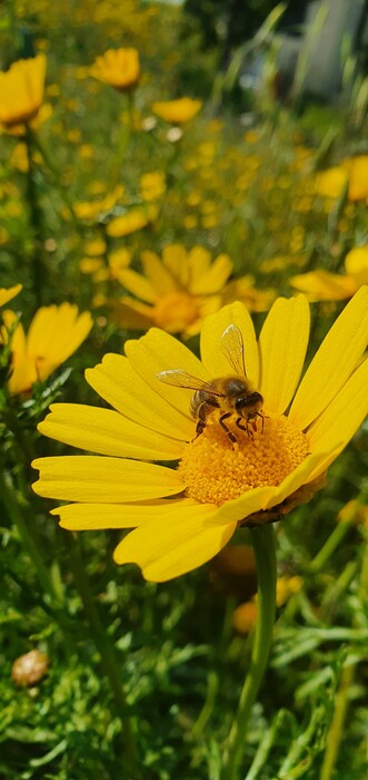 Μια πόλη κρύβει τις μηχανές του γκαζόν για έναν μήνα για να βοηθήσει τις μέλισσες