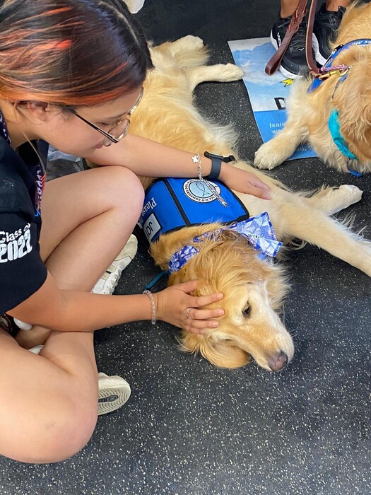 Τέξας: Οχτώ golden retriever προσπαθούν να παρηγορήσουν τους επιζώντες του μακελειού