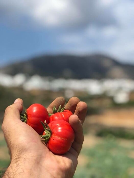 ΑΥΓΟΥΣΤΟΣ Περπατώντας στη φάρμα του Ναρλή, εκεί όπου φύεται η σιφναίικη γαστρονομία