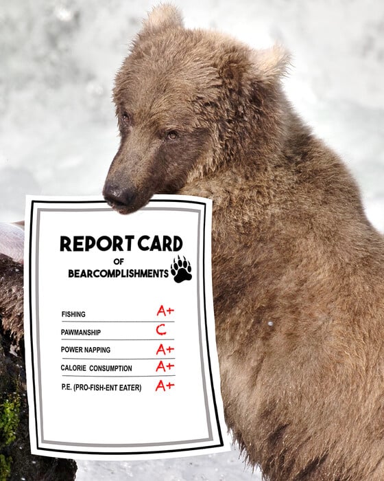 Διαγωνισμός παχιάς αρκούδας: Στην Αλάσκα ψηφίζουν ποια προετοιμάστηκε καλύτερα για τη χειμερία νάρκη