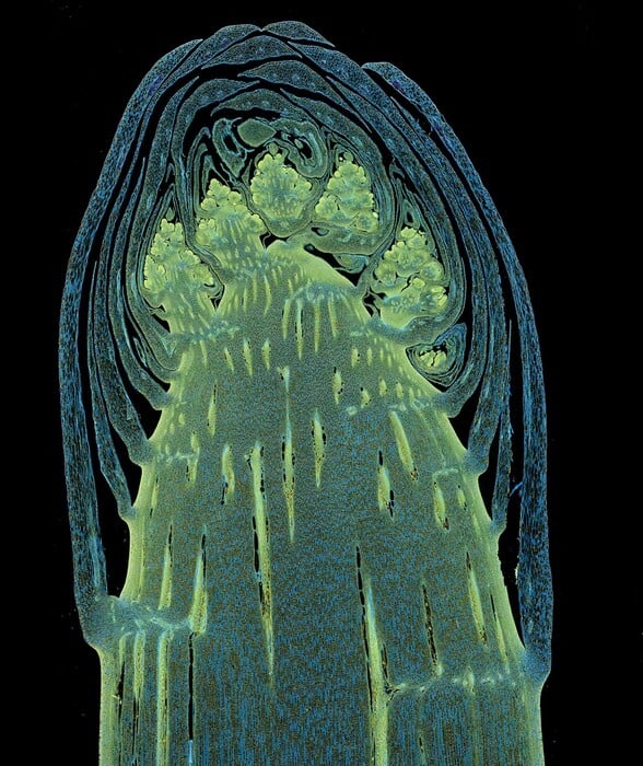 Nikon Small World Photomicrography: Οι νικητές του διαγωνισμού που δημιουργούν τέχνη μέσα από το μικροσκόπιο