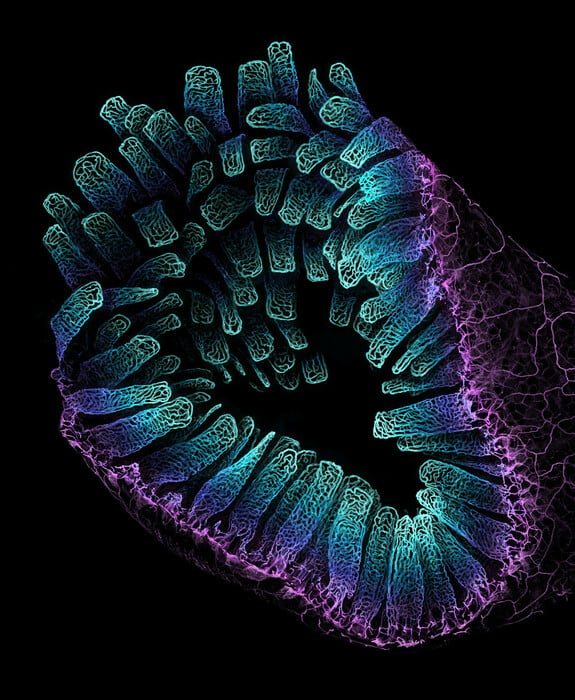 Nikon Small World Photomicrography: Οι νικητές του διαγωνισμού που δημιουργούν τέχνη μέσα από το μικροσκόπιο