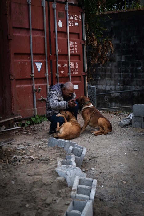 Fiji dogged by strays after Covid breeding boom