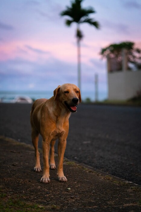 Fiji dogged by strays after Covid breeding boom