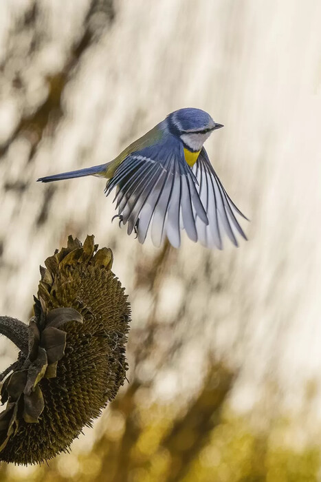 International Garden Photographer of the Year competition 2023