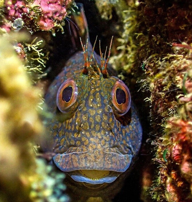 Underwater Photographer of the Year 2023: Η εντυπωσιακή κι ενίοτε θλιβερή, μυστική ζωή των ωκεανών