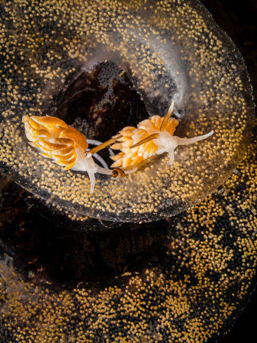 Underwater Photographer of the Year 2023: Η εντυπωσιακή κι ενίοτε θλιβερή, μυστική ζωή των ωκεανών