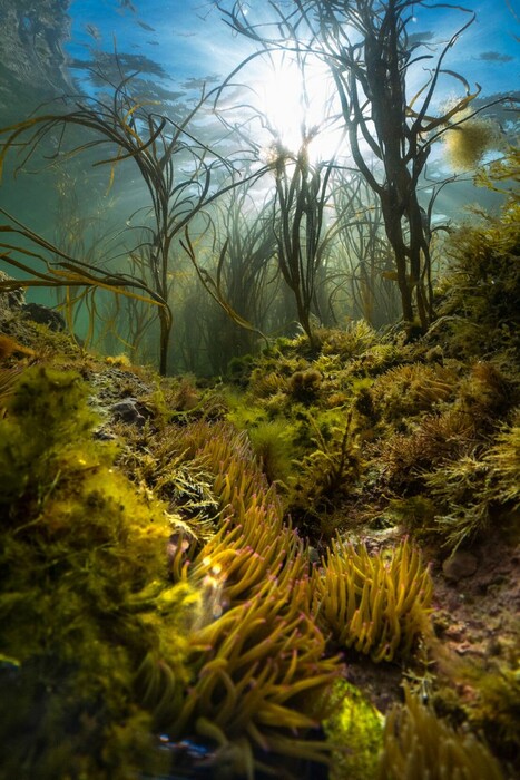 Underwater Photographer of the Year 2023: Η εντυπωσιακή κι ενίοτε θλιβερή, μυστική ζωή των ωκεανών