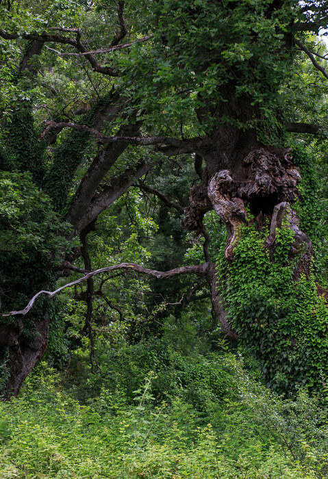 Το Δάσος των Μουριών με τα αιωνόβια δέντρα γίνεται ξανά επισκέψιμο μετά από 20 χρόνια- με μονοπάτια και για ΑΜΕΑ