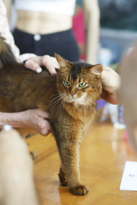 CAT EXPO 2023: Πραγματοποιήθηκε η Έκθεση Μορφολογίας Γάτας