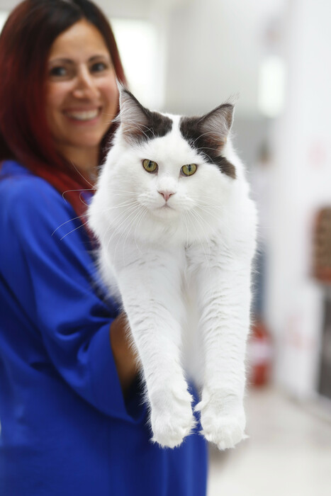 CAT EXPO 2023: Πραγματοποιήθηκε η Έκθεση Μορφολογίας Γάτας