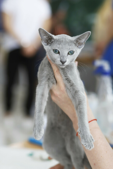 CAT EXPO 2023: Πραγματοποιήθηκε η Έκθεση Μορφολογίας Γάτας