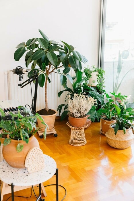 CHECK Plant Sitting: Κάποιοι θα προσέχουν τα φυτά σας όσο εσείς κάνετε διακοπές
