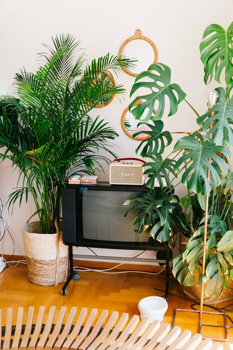 Plant Sitting: Κάποιοι θα προσέχουν τα φυτά σας όσο εσείς κάνετε διακοπές