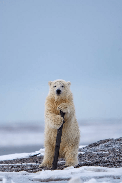 Comedy Wildlife Photography Awards: Τα ζώα στις καλύτερές του πόζες