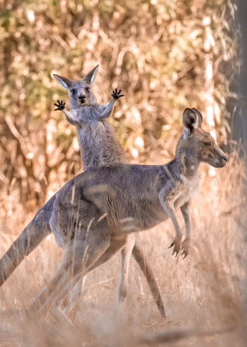 Comedy Wildlife Photography Awards: Τα ζώα στις καλύτερές του πόζες