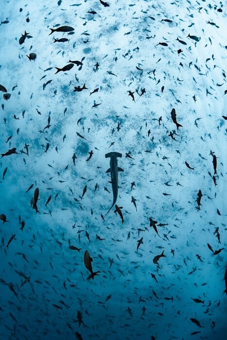 Ocean Photographer of the Year 2025