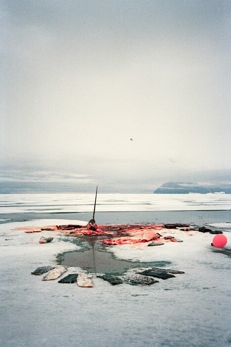 ΕΠΕΞ Τρυφερά πορτρέτα της καθημερινής ζωής από έναν Γροιλανδό φωτογράφο 