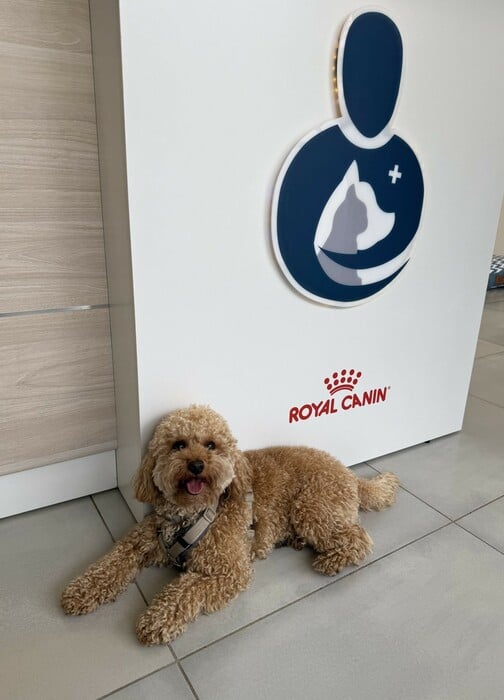 Νέο κουταβάκι ή γατάκι; Οδηγός για «Νέους Γονείς» που θέλουν να κάνουν ένα σωστό και ισορροπημένο ξεκίνημα