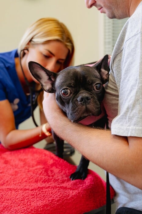 Νέο κουταβάκι ή γατάκι; Οδηγός για «Νέους Γονείς» που θέλουν να κάνουν ένα σωστό και ισορροπημένο ξεκίνημα