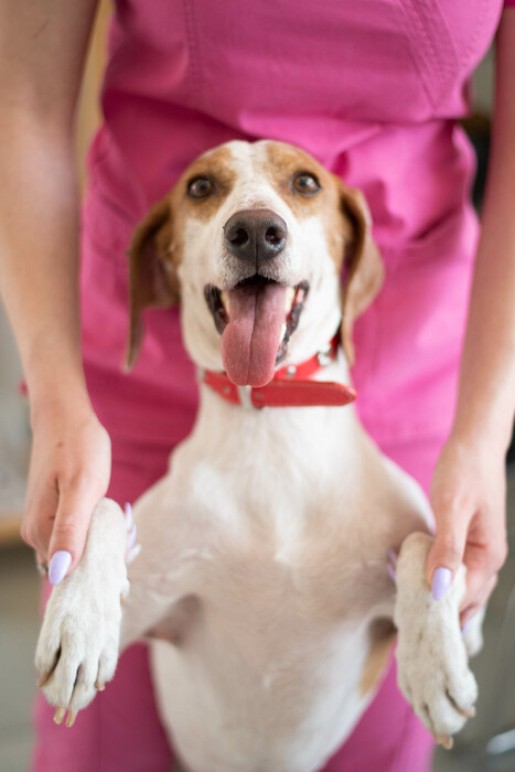 Νέο κουταβάκι ή γατάκι; Οδηγός για «Νέους Γονείς» που θέλουν να κάνουν ένα σωστό και ισορροπημένο ξεκίνημα