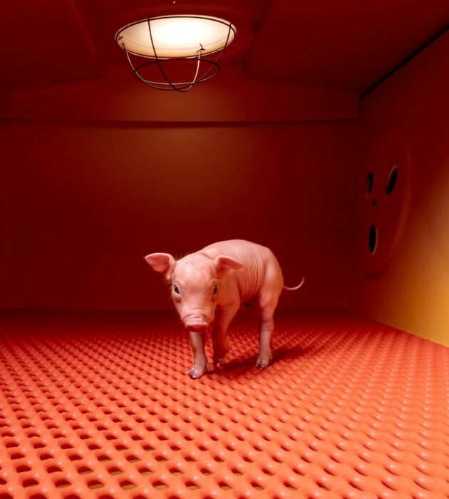 Οι καλύτερες φωτογραφίες του National Geographic για το 2025