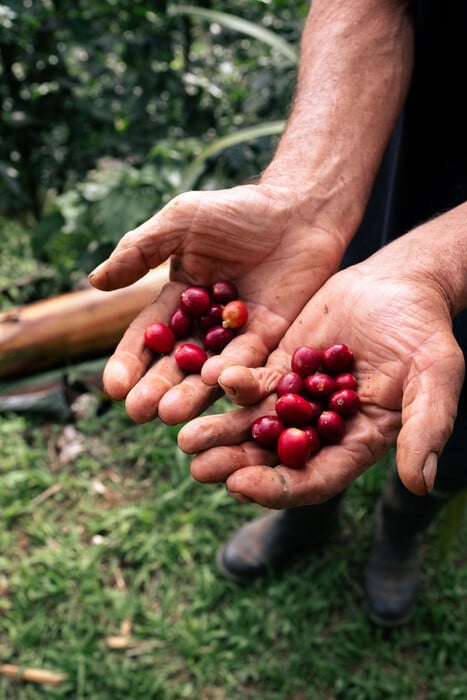 Ταξίδι στα βουνά της Κολομβίας: Ανακαλύπτοντας τις φάρμες καφέ των Άνδεων