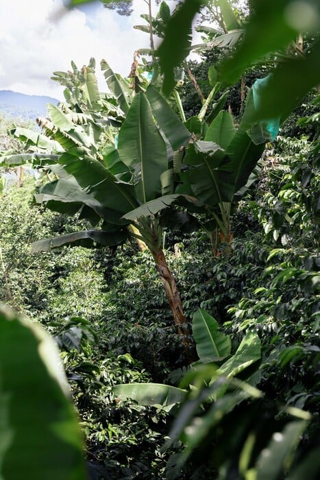 Ταξίδι στα βουνά της Κολομβίας: Ανακαλύπτοντας τις φάρμες καφέ των Άνδεων