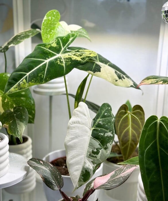 ΕΠΕΞ Φτιάξαμε ινσταγκραμικούς κήπους. Ξοδέψαμε περιουσίες. Τώρα μαράθηκαν όλα